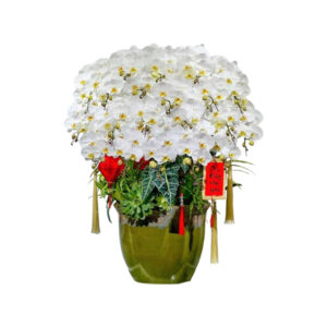 chậu hoa lan hồ điệp trắng 20 cành, shop cam kết hoa cao cấp, đẹp, hoa có độ bền trên 30 ngày, nhận cắm hoa theo yêu cầu, miễn phí vận chuyển tại tphcm