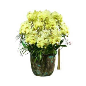 Chậu Hoa Lan Hồ Điệp Màu Xanh Táo 10 Cành, shop cam kết hoa cao cấp, đẹp, tươi lâu, độ bền hoa trên 30 ngày, nhận cắm hoa theo yêu cầu, miễn phí vận chuyển tại tphcm